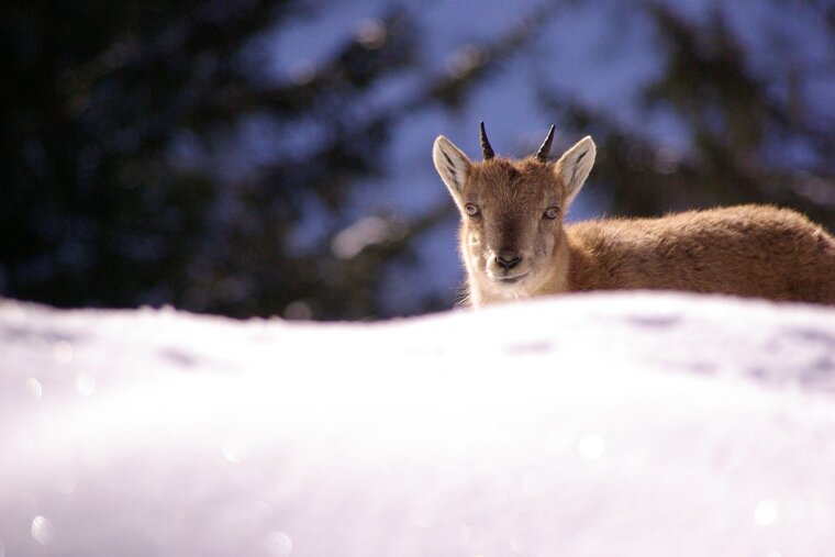 Bouquetin in the snow at Merlet Park, Les Houches